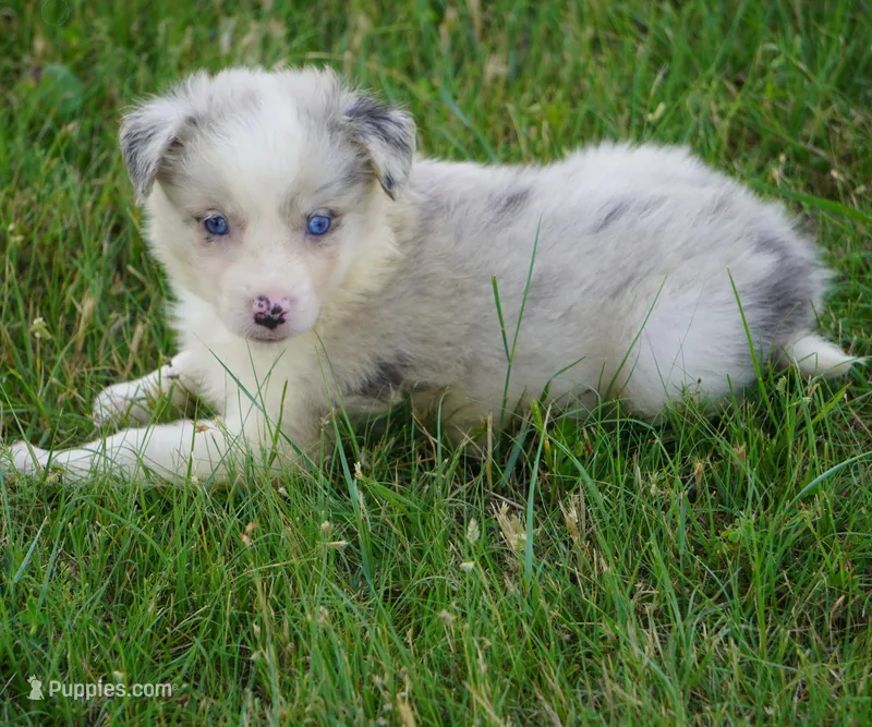 Typhoon – Border Collie puppy for sale in Douglass, KS