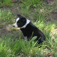 Namoura, a female Border Collie for sale in Douglass, KS – 2 of 7