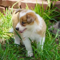 Nutmeg, a male Border Collie for sale in Douglass, KS – 8 of 10