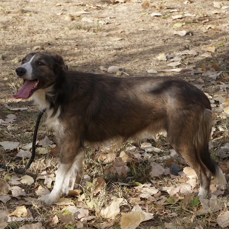 Valor – Border Collie puppy for sale in Douglass, KS