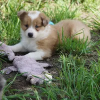 Nutmeg, a male Border Collie for sale in Douglass, KS – 4 of 10