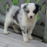 Osaka, a female Border Collie for sale in Douglass, KS – 2 of 6