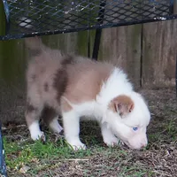 Talon, a female Border Collie for sale in Douglass, KS – 4 of 8