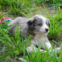 Nomad, a male Border Collie for sale in Douglass, KS – 2 of 6