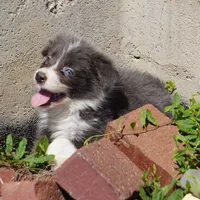 Cascade, a  Border Collie for sale in Douglass, KS – 10 of 10