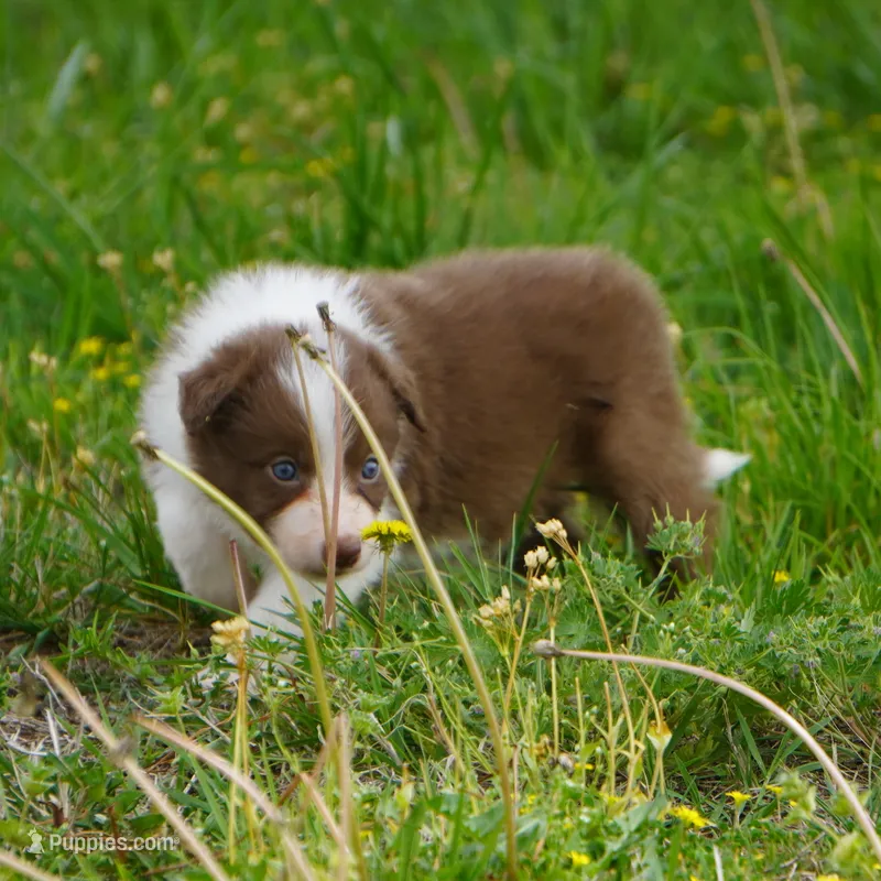 Timber – Border Collie puppy for sale in Douglass, KS