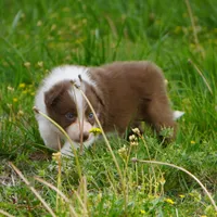 Timber, a male Border Collie for sale in Douglass, KS – Photo 1 of 5