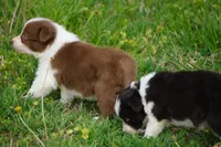 Timber, a male Border Collie for sale in Douglass, KS – Photo 5 of 5