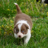 Timber, a male Border Collie for sale in Douglass, KS – Photo 4 of 5