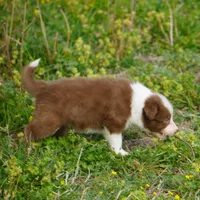 Timber, a male Border Collie for sale in Douglass, KS – Photo 3 of 5