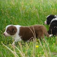Timber, a male Border Collie for sale in Douglass, KS – Photo 2 of 5