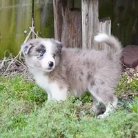 Titan, a male Border Collie for sale in Douglass, KS – 2 of 6