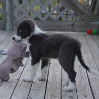Cascade, a male Border Collie for sale in Douglass, KS – 7 of 8