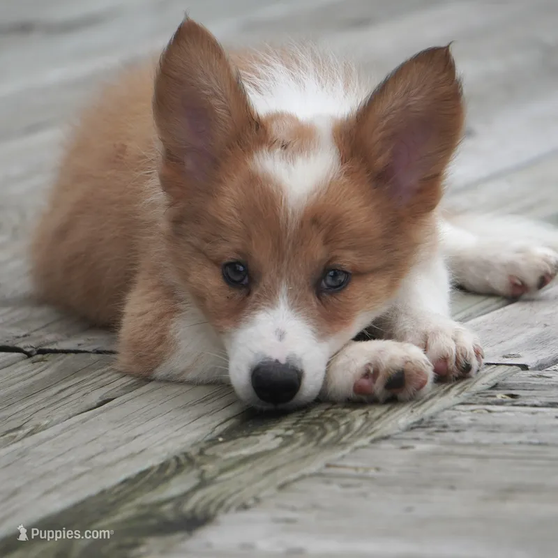 Nutmeg – Border Collie puppy for sale in Douglass, KS