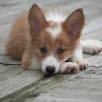 Nutmeg, a male Border Collie for sale in Douglass, KS – 1 of 4
