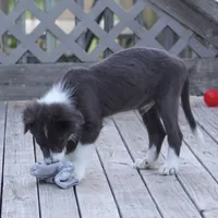 Cascade, a male Border Collie for sale in Douglass, KS – 6 of 8