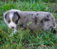 Nimbus, a male Border Collie for sale in Douglass, KS – 5 of 6