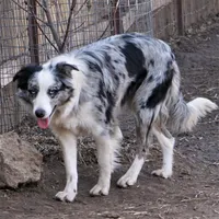 Orca, a male Border Collie for sale in Douglass, KS – 8 of 8