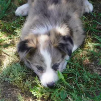 Nomad, a male Border Collie for sale in Douglass, KS – 3 of 7