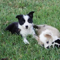 Isla, a female Border Collie for sale in Douglass, KS – 3 of 6