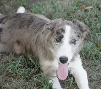 Titan, a male Border Collie for sale in Douglass, KS – 6 of 7