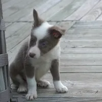 Torque, a male Border Collie for sale in Douglass, KS – 3 of 3