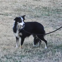 Shaq, a male Border Collie for sale in Douglass, KS – Photo 2 of 4