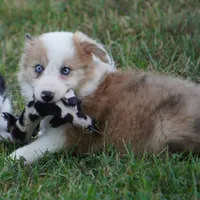 Icarus, a male Border Collie for sale in Douglass, KS – 7 of 7