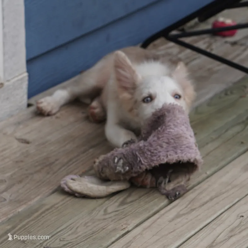 Trevor – Border Collie puppy for sale in Douglass, KS