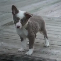 Torque, a male Border Collie for sale in Douglass, KS – 2 of 3