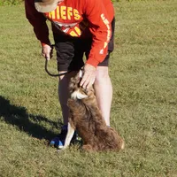 Titan, a male Border Collie for sale in Douglass, KS – 5 of 9