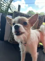 PomPom, a female Jack Russell Terrier and Pomeranian for sale in Plaucheville, LA – 1 of 1