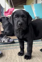 Lo, a male Labrador Retriever for sale in Youngstown, OH – 3 of 4