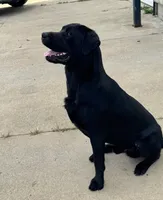 Roy, a male Labrador Retriever for sale in Youngstown, OH – 5 of 6