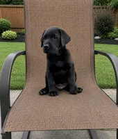 Roy, a male Labrador Retriever for sale in Youngstown, OH – 1 of 6