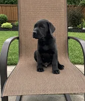 Roy, a male Labrador Retriever for sale in Youngstown, OH – 3 of 6