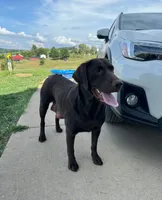 Roy, a male Labrador Retriever for sale in Youngstown, OH – 6 of 6