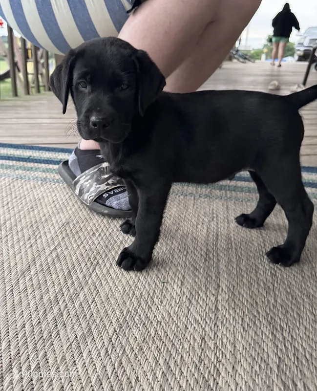 Lo – Labrador Retriever puppy for sale in Youngstown, OH