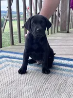 Lo, a male Labrador Retriever for sale in Youngstown, OH – 2 of 4