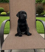 Roy, a male Labrador Retriever for sale in Youngstown, OH – 2 of 6
