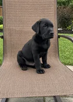 Roy, a male Labrador Retriever for sale in Youngstown, OH – 4 of 6