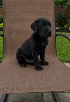 Lo, a male Labrador Retriever for sale in Youngstown, OH – 4 of 4