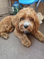 Saru, a male Cavapoo for sale in Carson, CA – 5 of 7