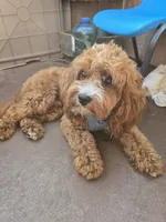 Saru, a male Cavapoo for sale in Carson, CA – 6 of 7