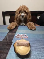 Saru, a male Cavapoo for sale in Carson, CA – 7 of 7