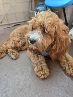 Saru, a male Cavapoo for sale in Carson, CA – 3 of 7