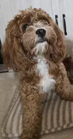 Saru, a male Cavapoo for sale in Carson, CA – 2 of 7