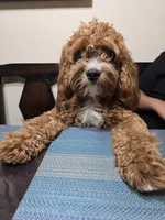 Saru, a male Cavapoo for sale in Carson, CA – 4 of 7