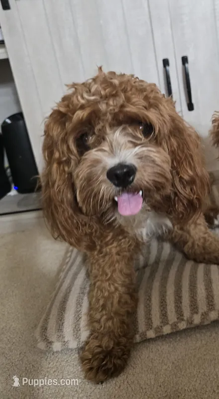 Saru – Cavapoo puppy for sale in Carson, CA