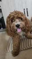 Saru, a male Cavapoo for sale in Carson, CA – 1 of 7